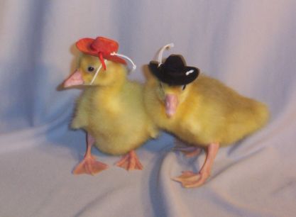 Cowboy Goslings