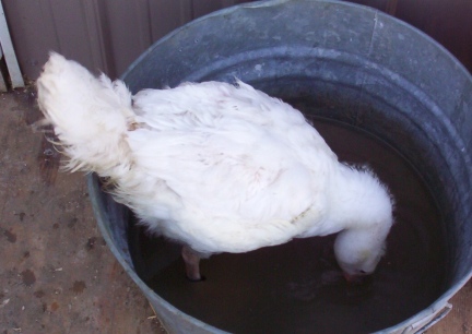 Eden Bathing